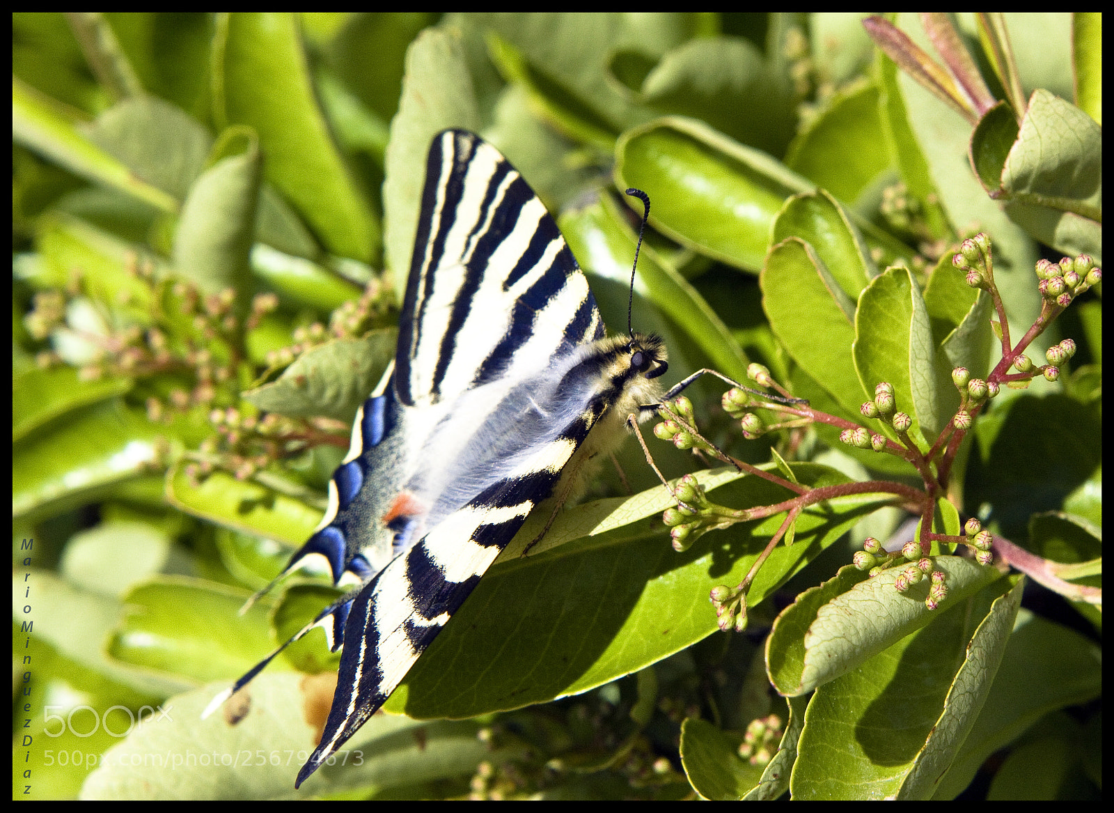 Canon EOS 50D sample photo. Mariposa tigre photography