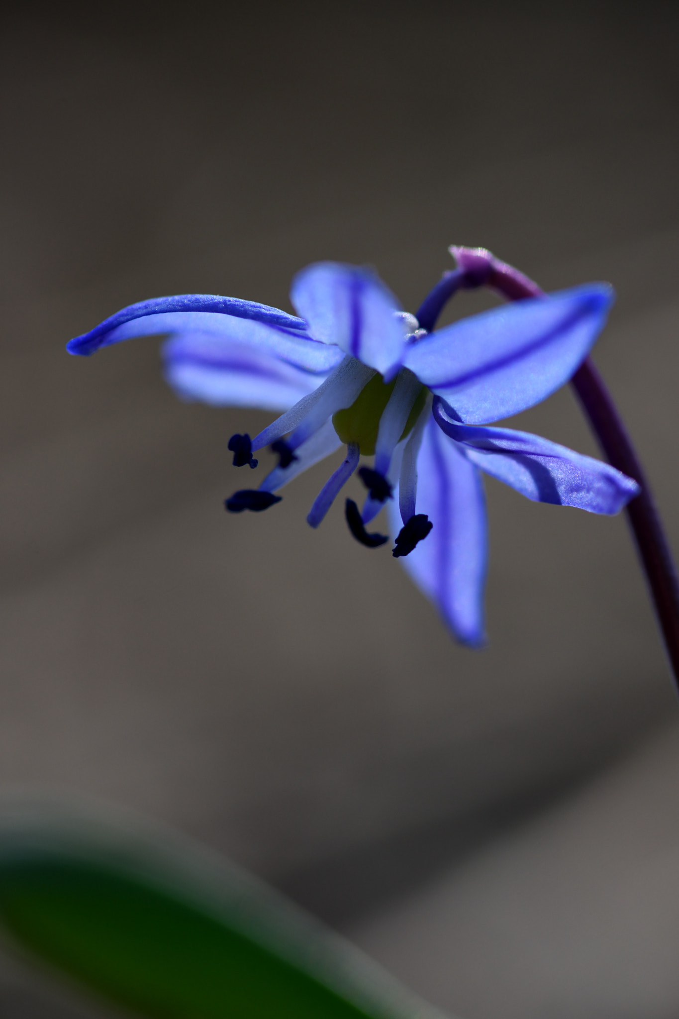 Nikon D7200 sample photo. A maybe snowdrop photography