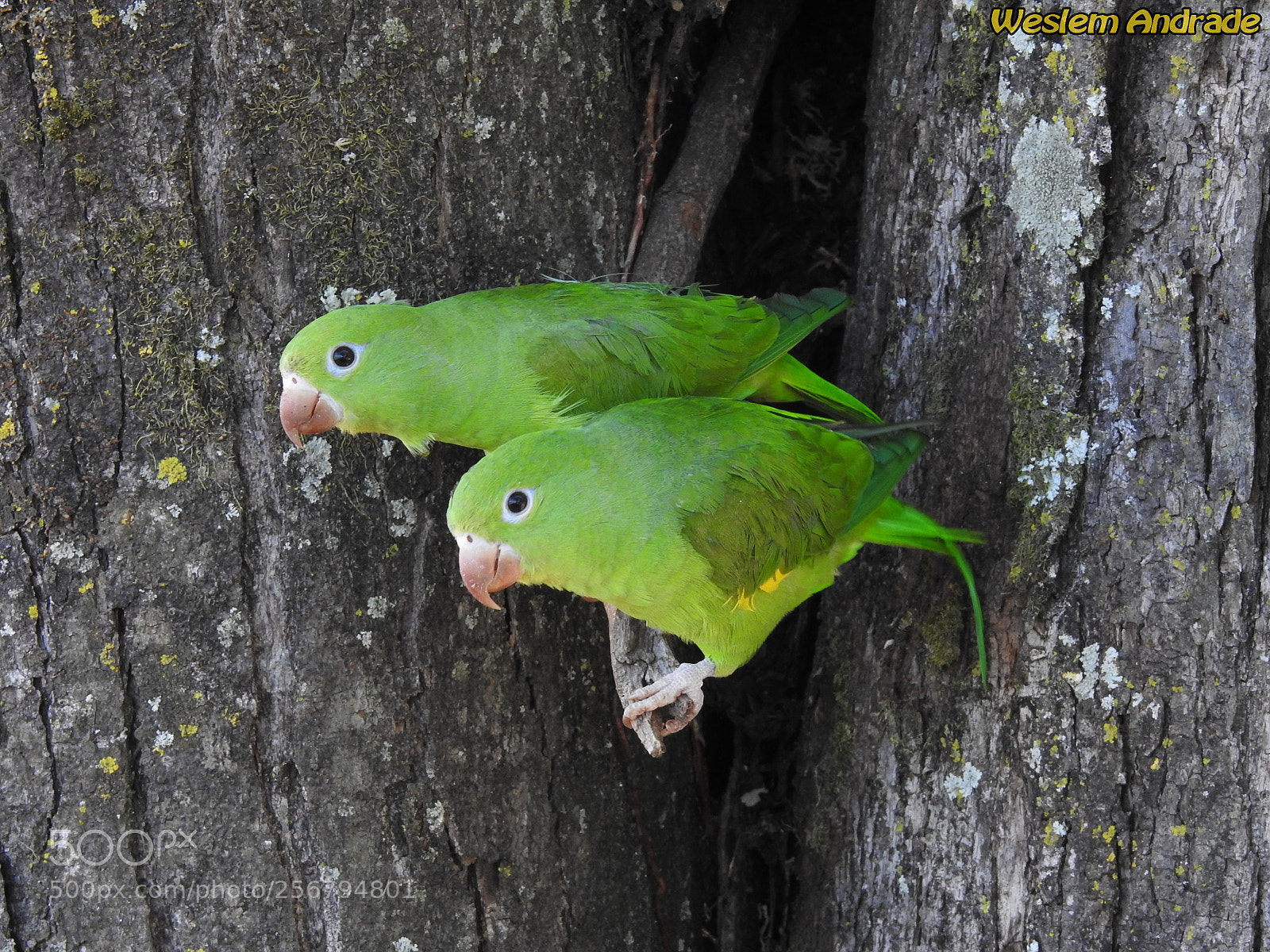 Nikon Coolpix P900 sample photo. Casal verde photography