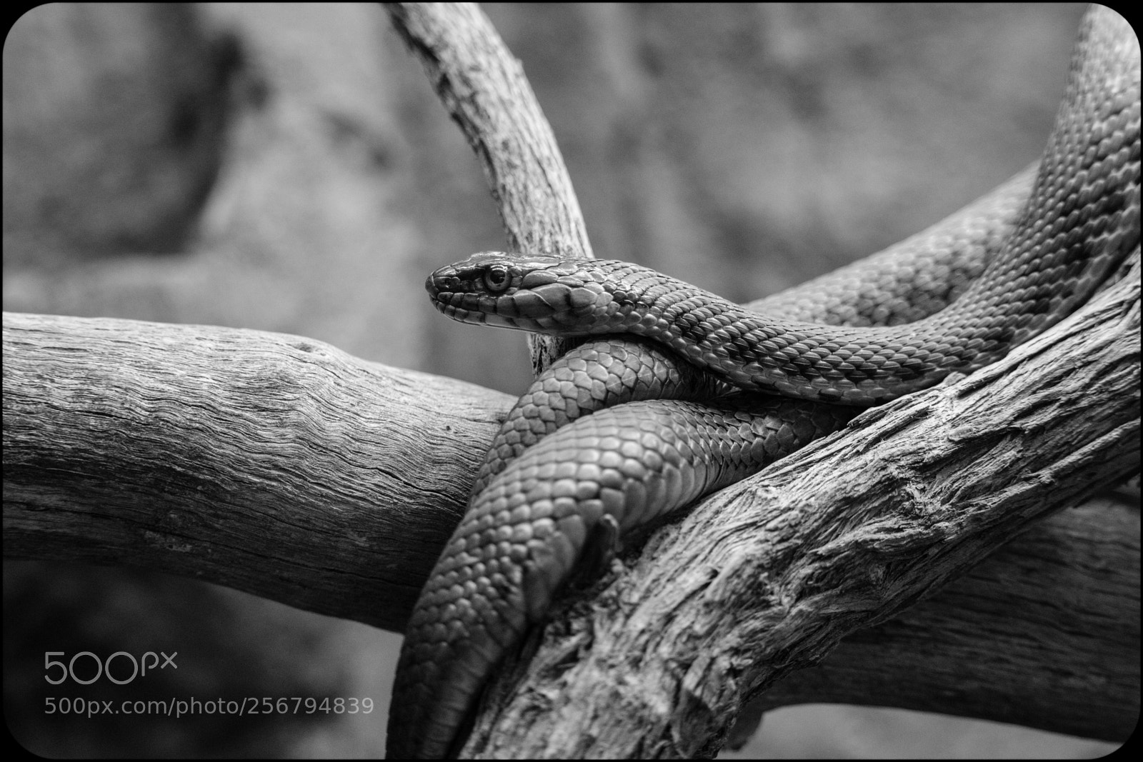 Canon EOS 80D sample photo. Reptiles! photography
