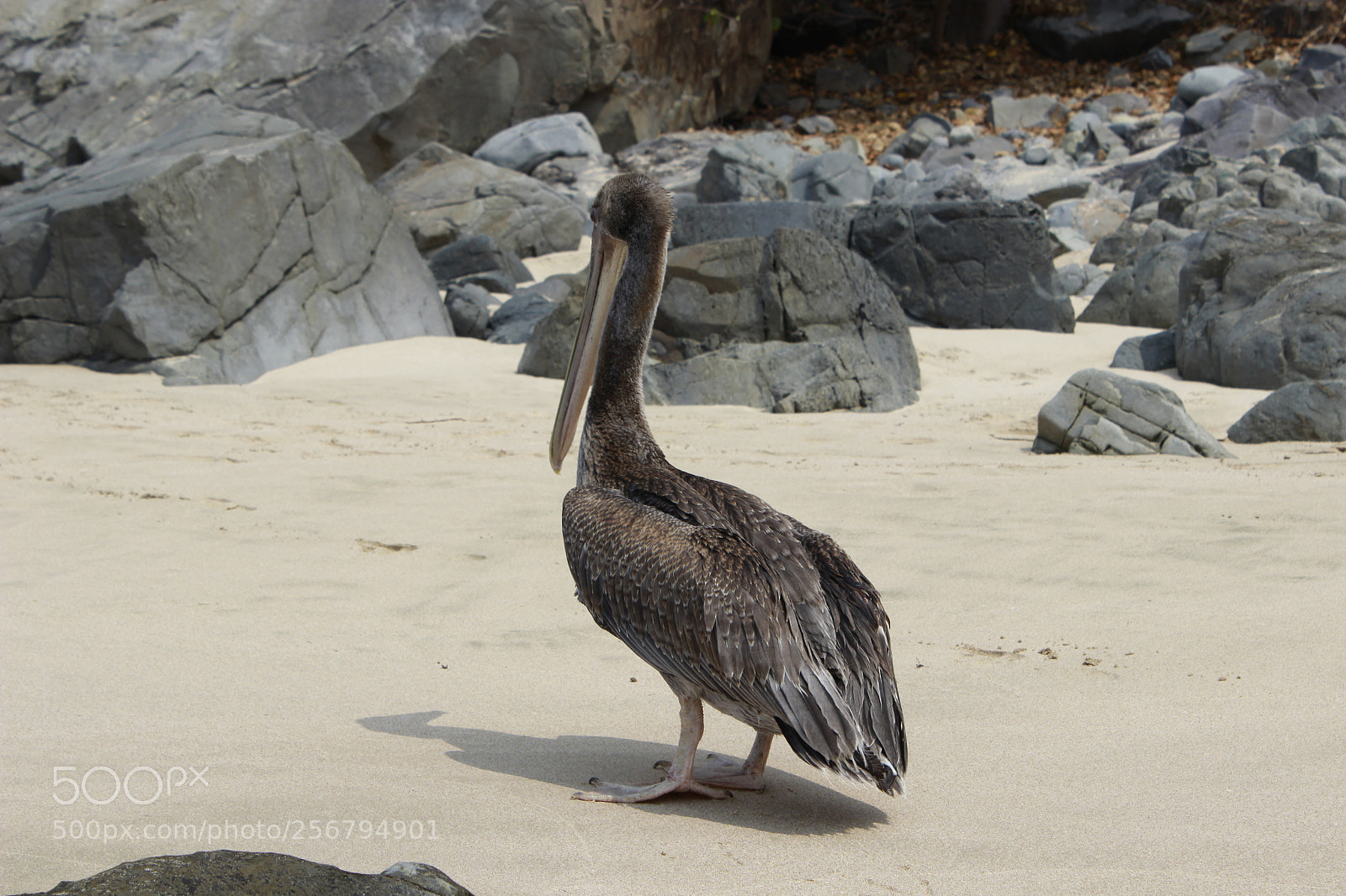 Canon EOS 600D (Rebel EOS T3i / EOS Kiss X5) sample photo. Pelican friend photography