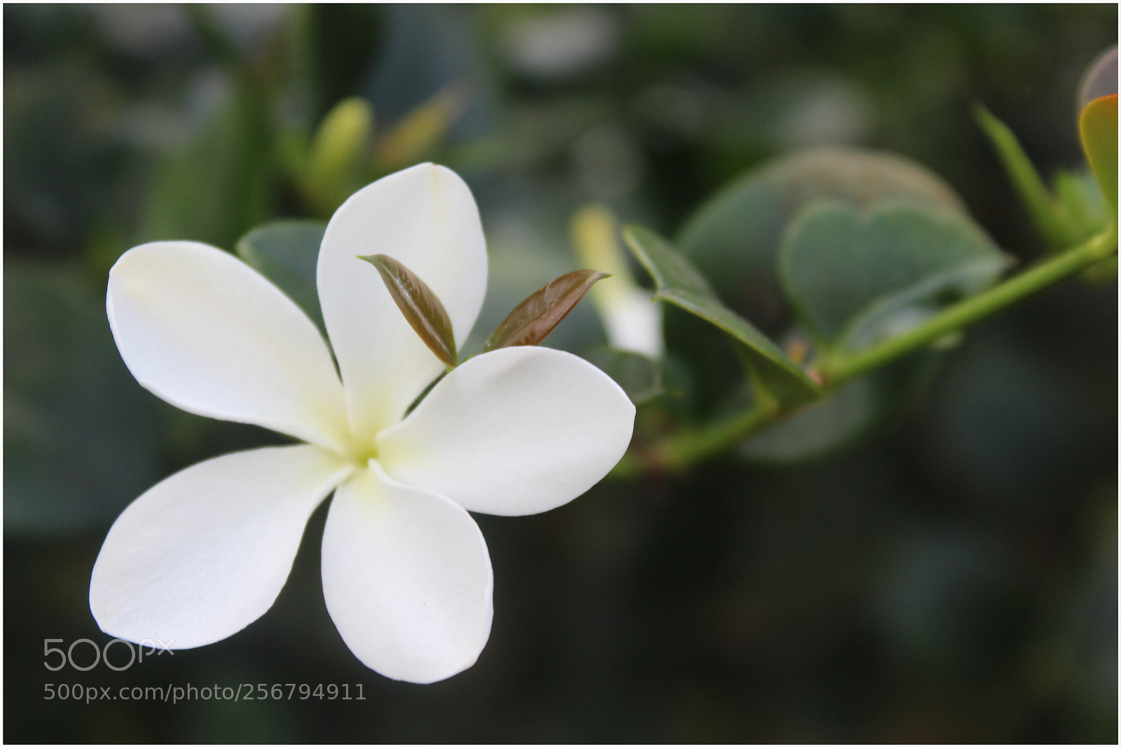 Canon EOS 650D (EOS Rebel T4i / EOS Kiss X6i) sample photo. Untitled photography