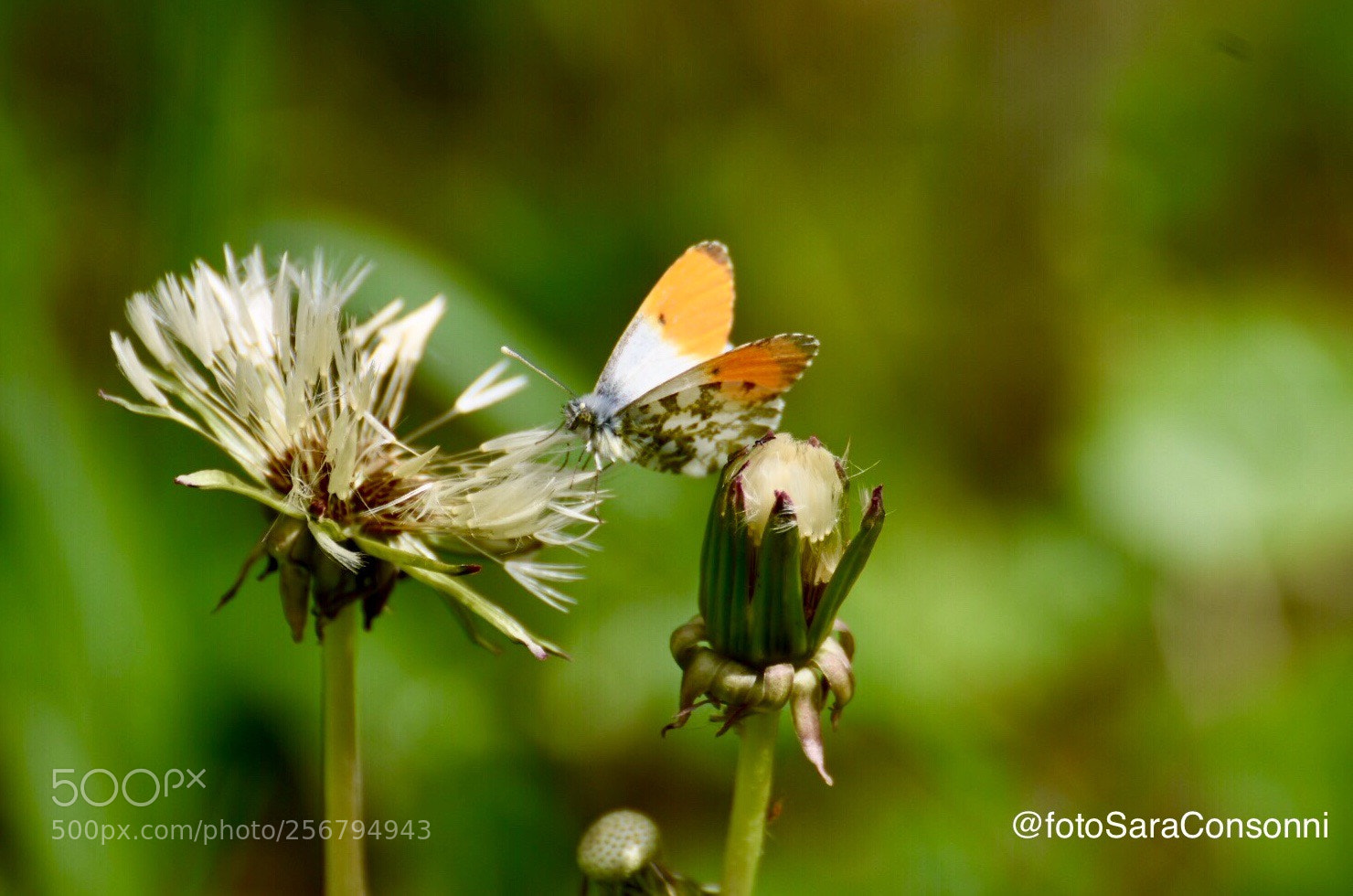 Nikon D7200 sample photo. Butterfly photography