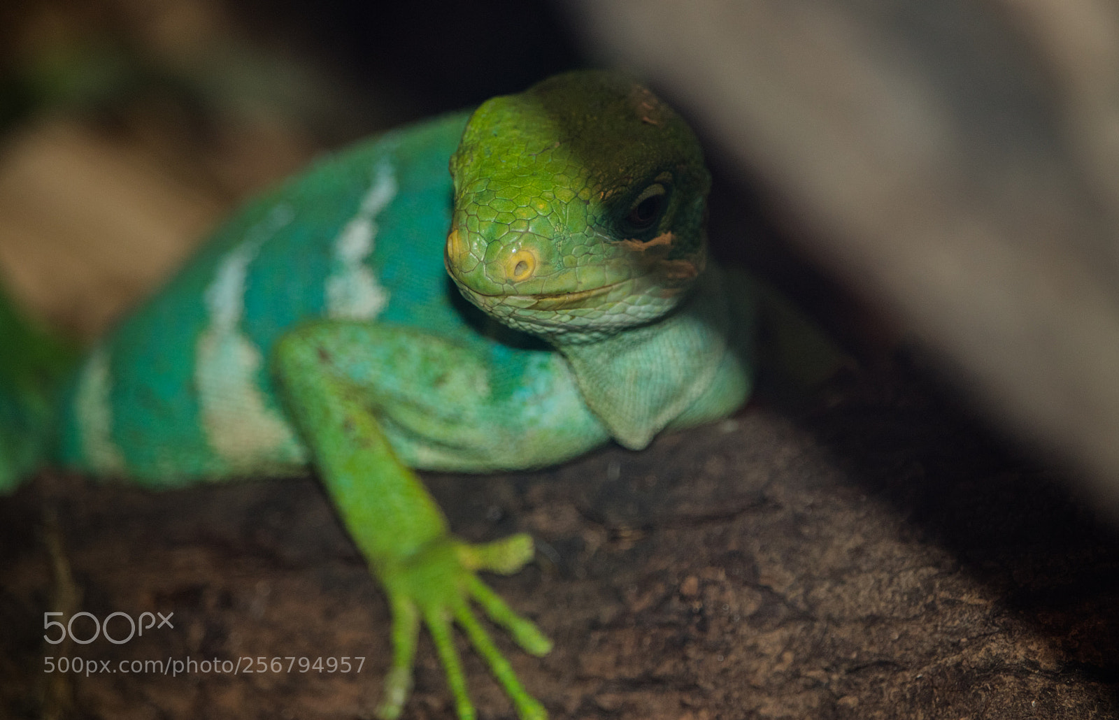 Canon EOS 80D sample photo. Reptiles! photography