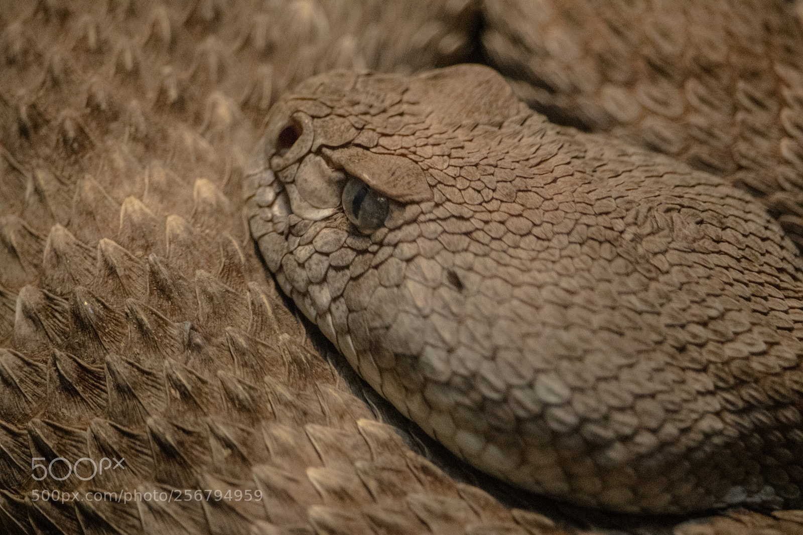Canon EOS 80D sample photo. Reptiles! photography