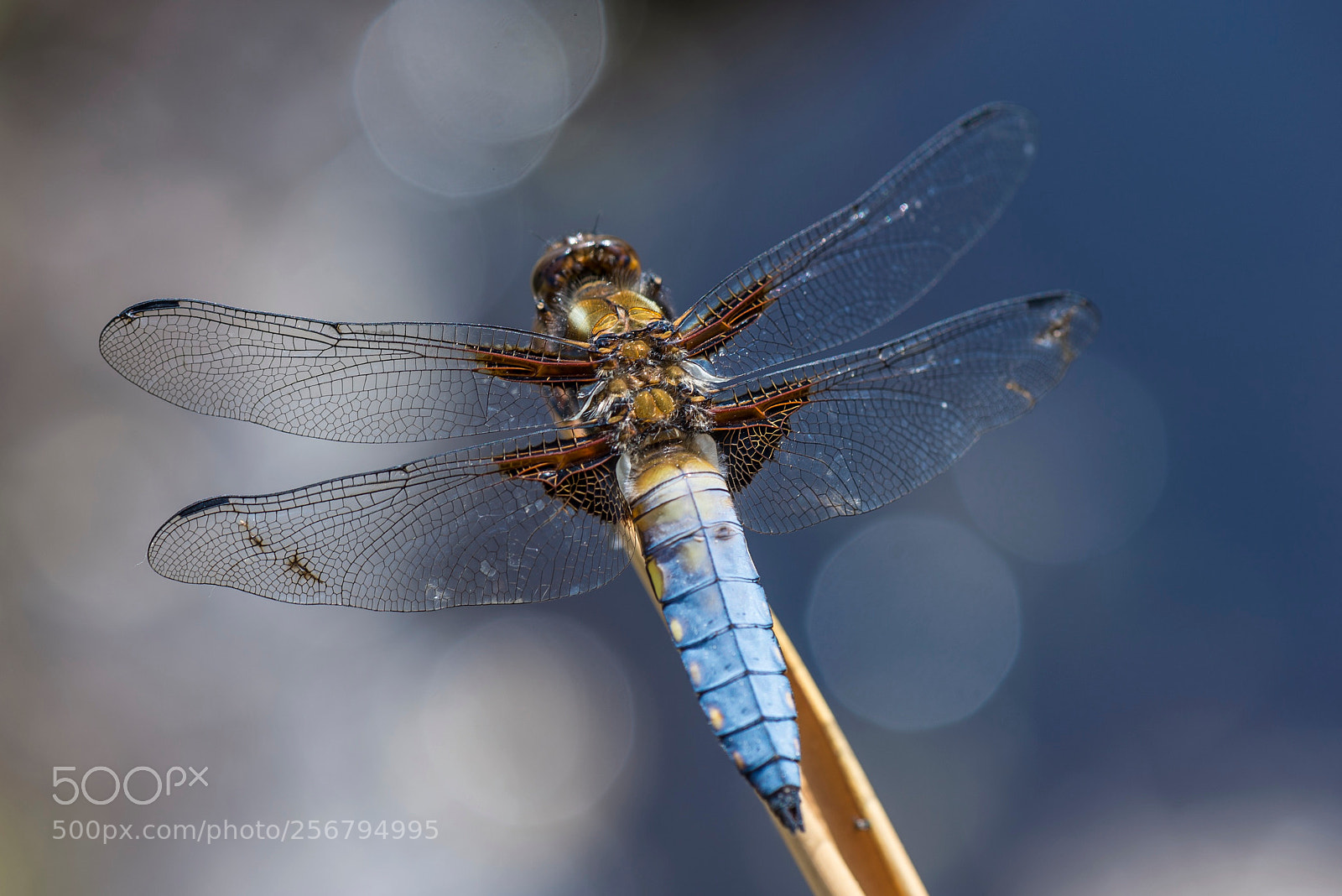 Nikon D610 sample photo. Libelle photography