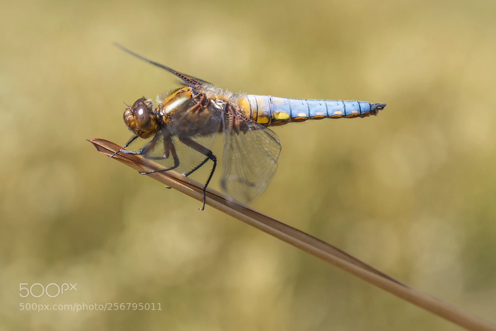 Nikon D610 sample photo. Libelle photography