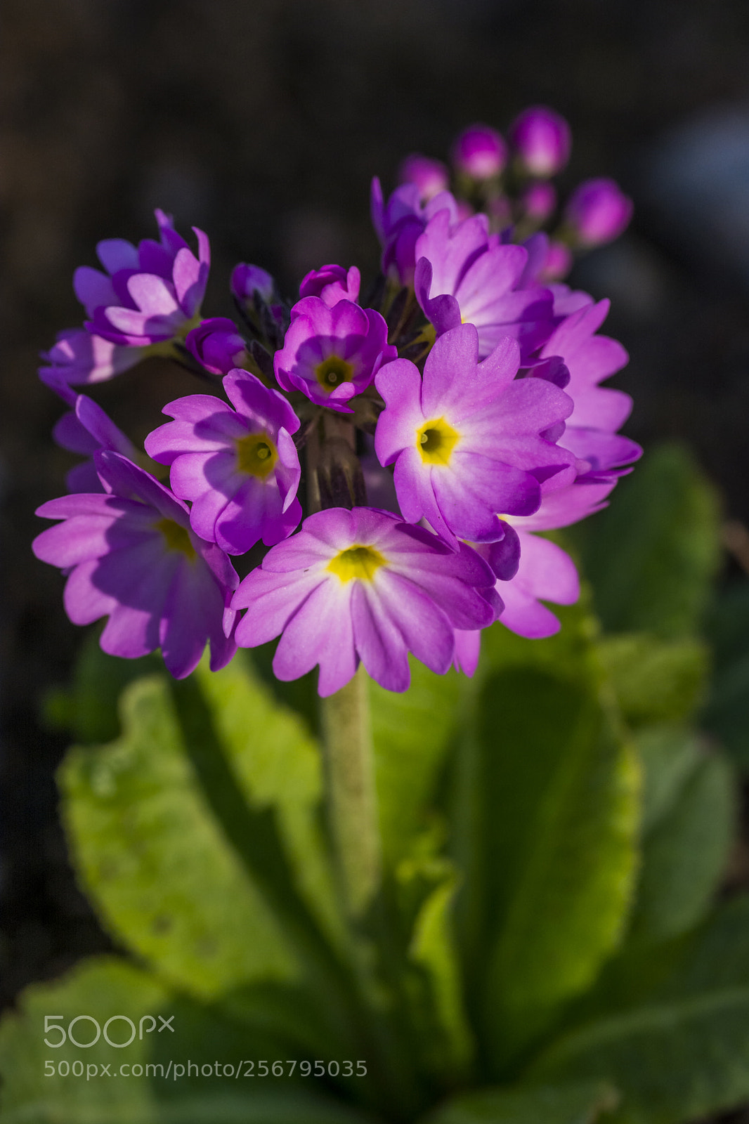 Nikon D7100 sample photo. Spring photography