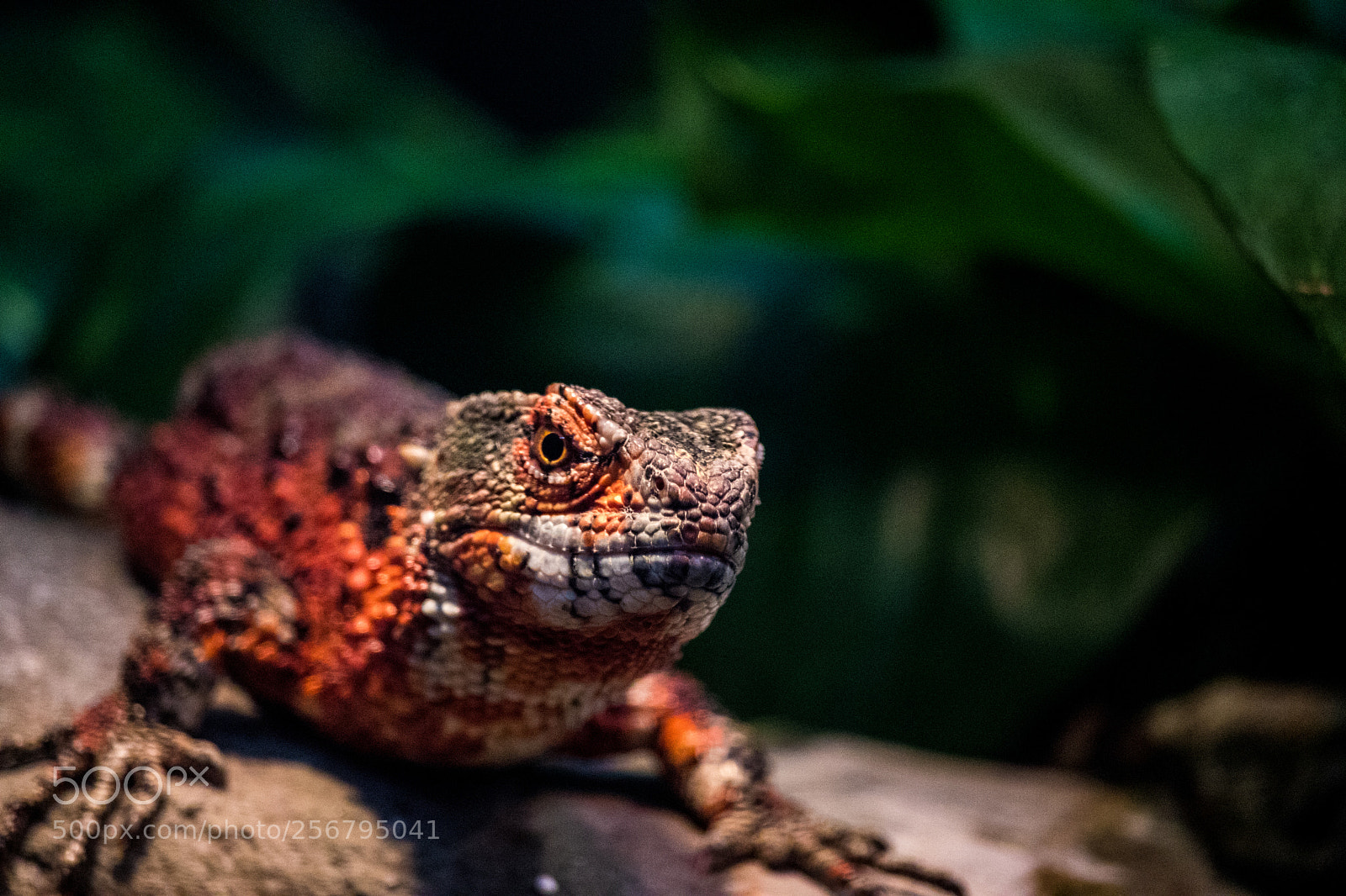 Canon EOS 80D sample photo. Reptiles! photography