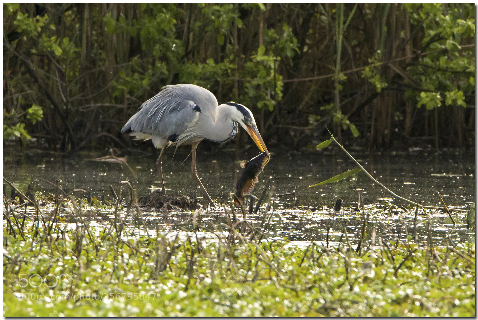Canon EOS 7D Mark II sample photo. Airone e pescegatto photography