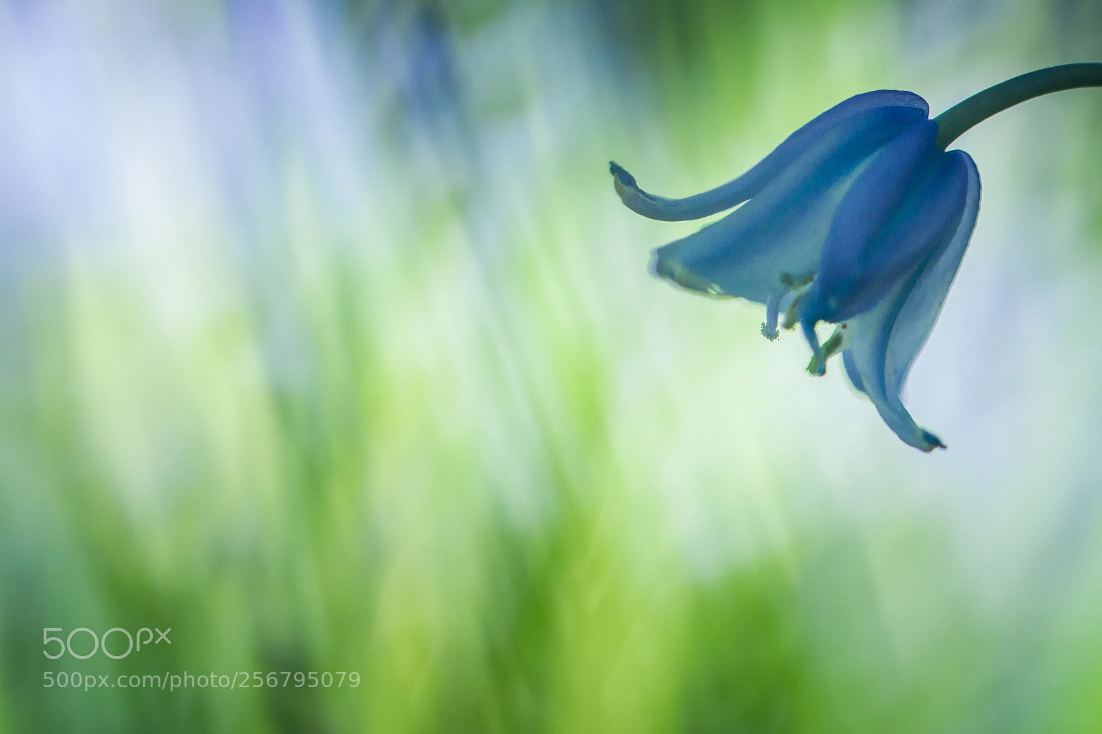 Canon EOS 7D sample photo. Blue against green photography
