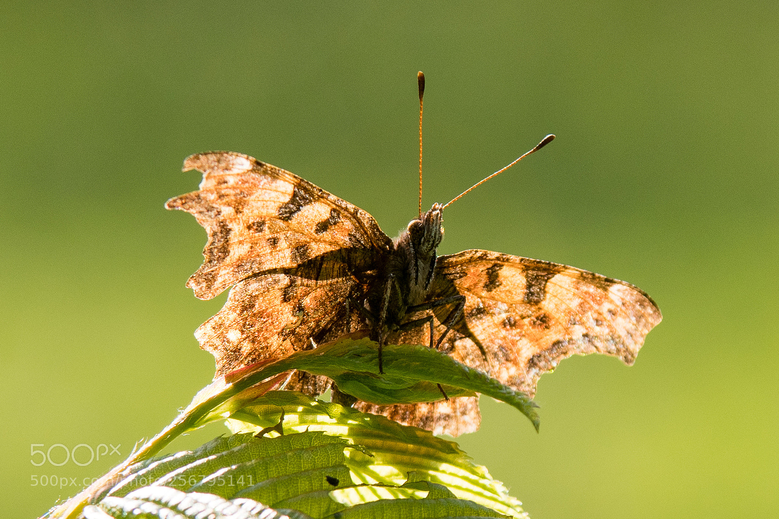 Nikon D500 sample photo. Butterfly 2 photography