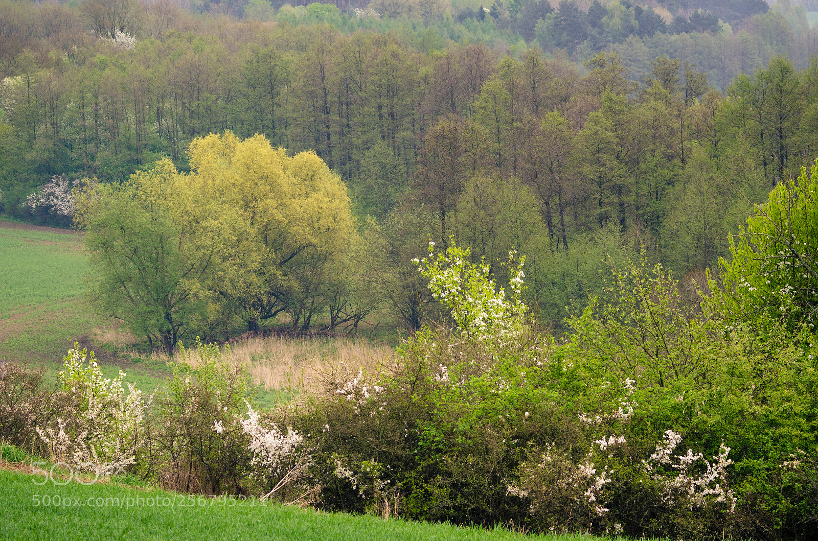Nikon D7000 sample photo. Spring on warmia. photography