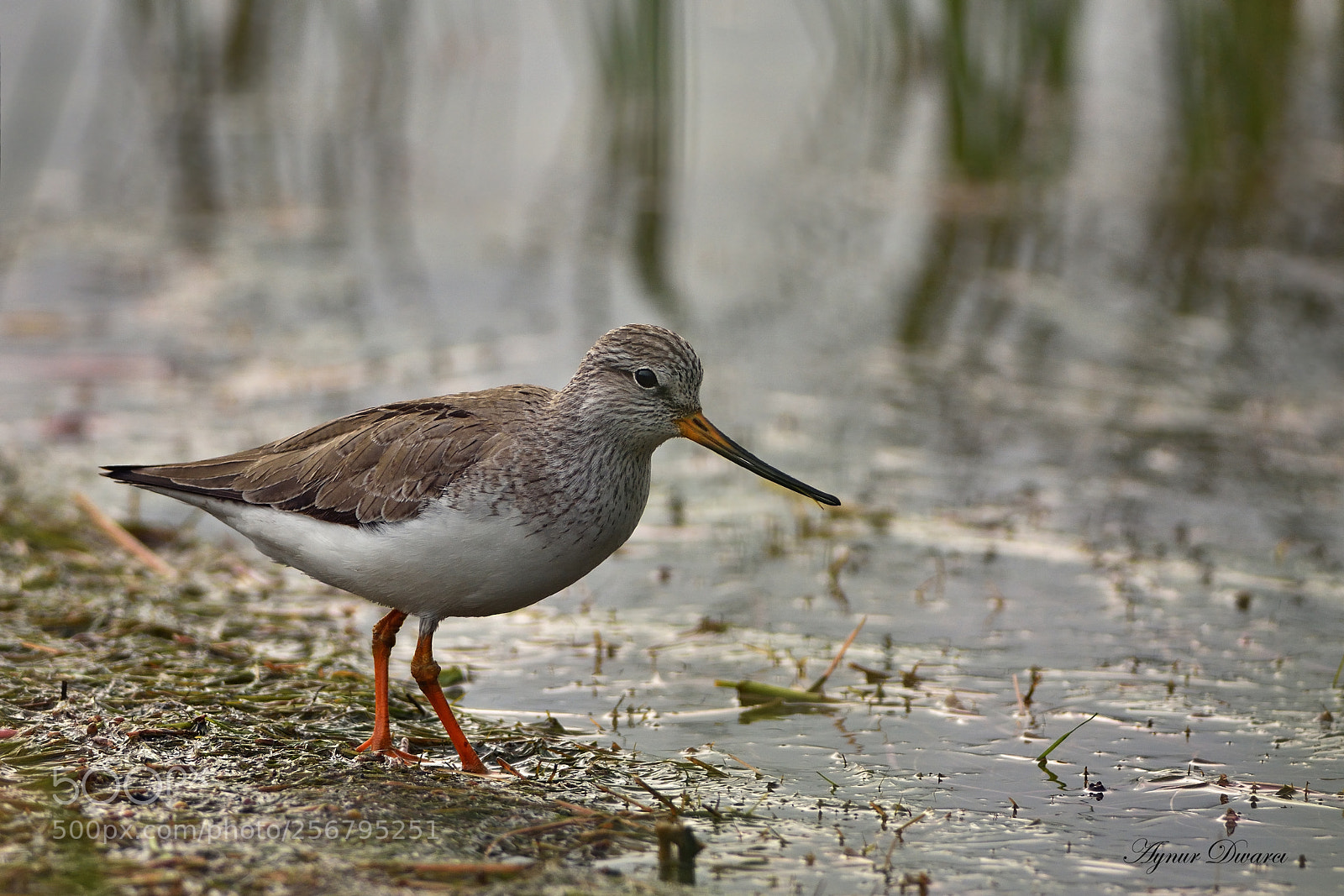 Nikon D7200 sample photo. Terek sandpiper - xenus photography