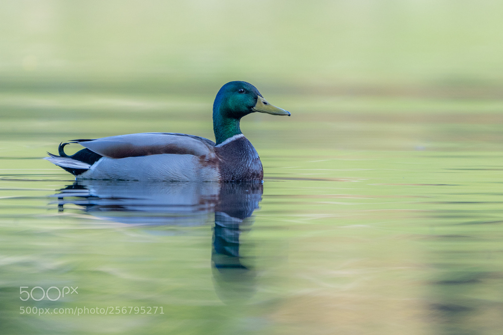 Nikon D500 sample photo. Magical morning light mallard photography