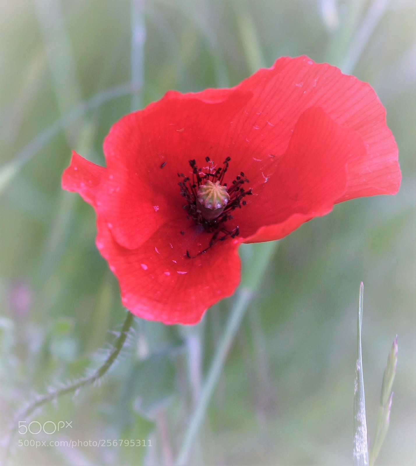 Canon EOS 700D (EOS Rebel T5i / EOS Kiss X7i) sample photo. Img photography