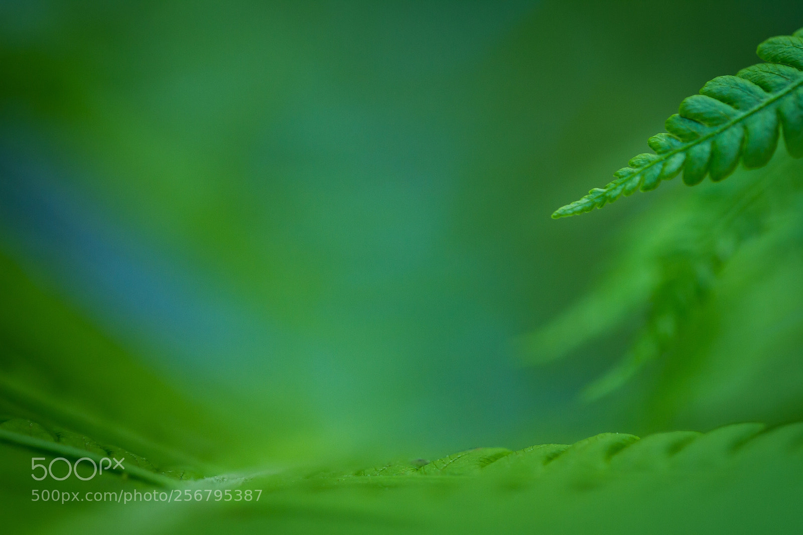 Canon EOS 7D sample photo. Fern photography