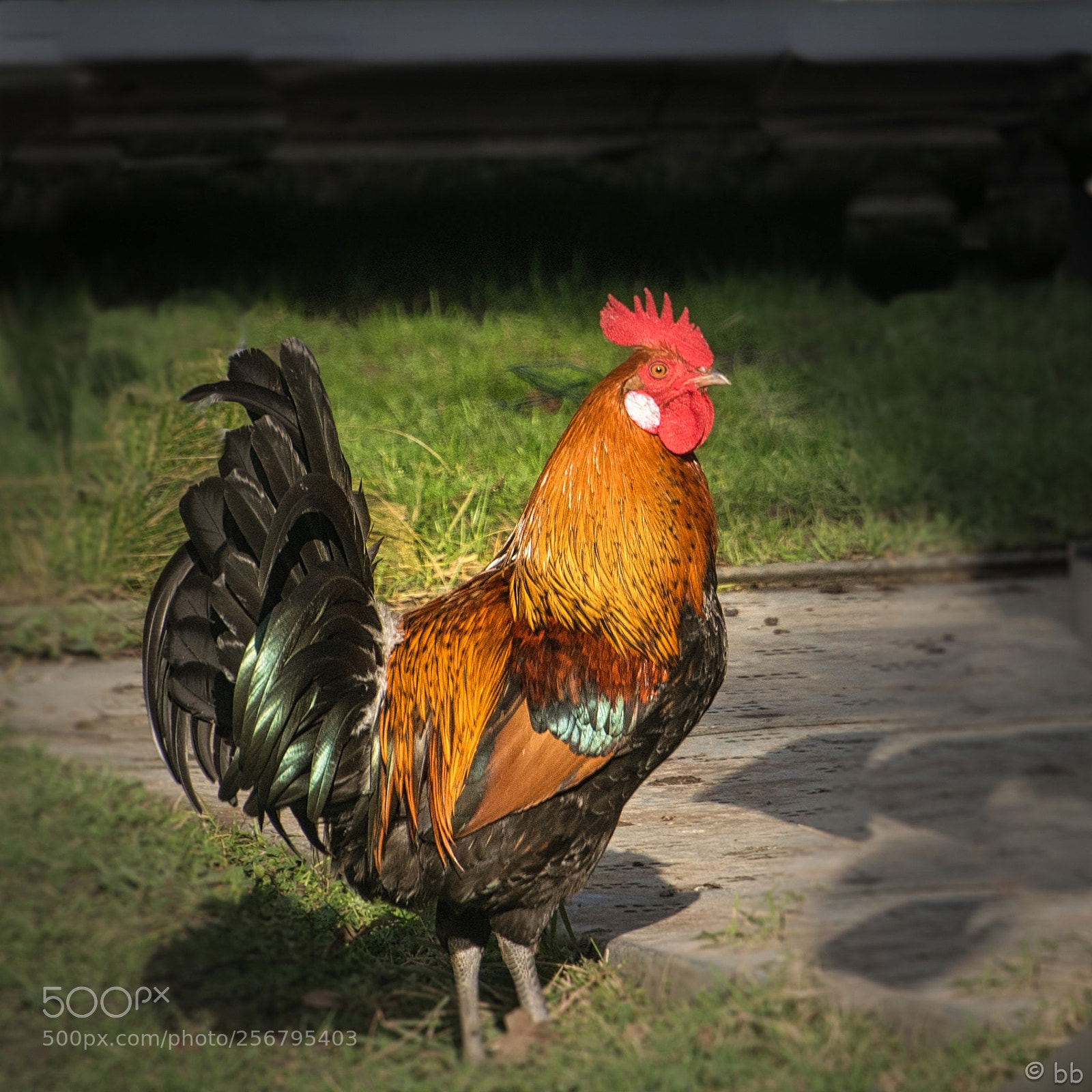 Nikon D3300 sample photo. The golden cockerel photography