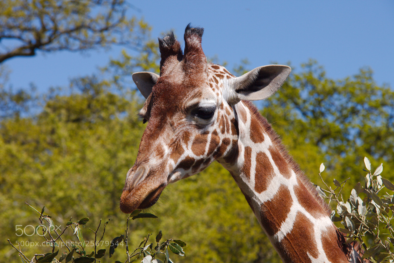 Canon EOS 5D Mark II sample photo. Giraffe photography