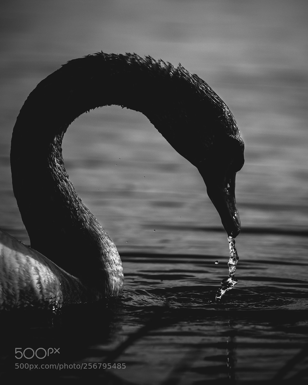 Canon EOS 6D sample photo. Swan photography