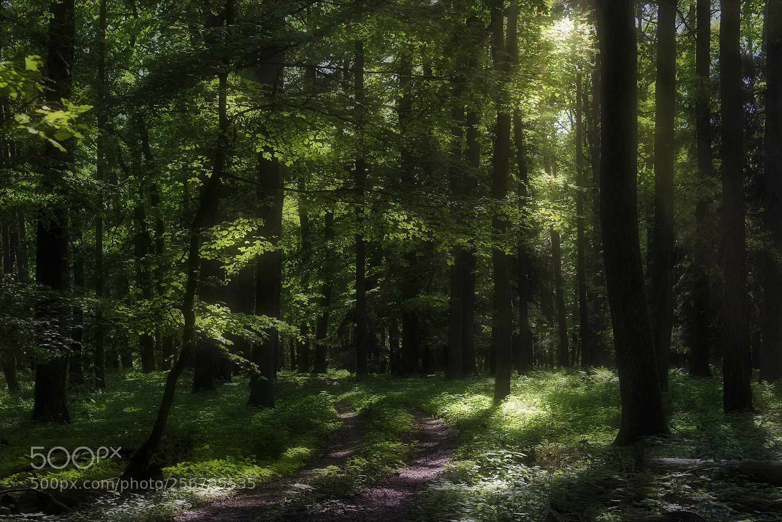 Nikon D810 sample photo. Spring power (7) photography