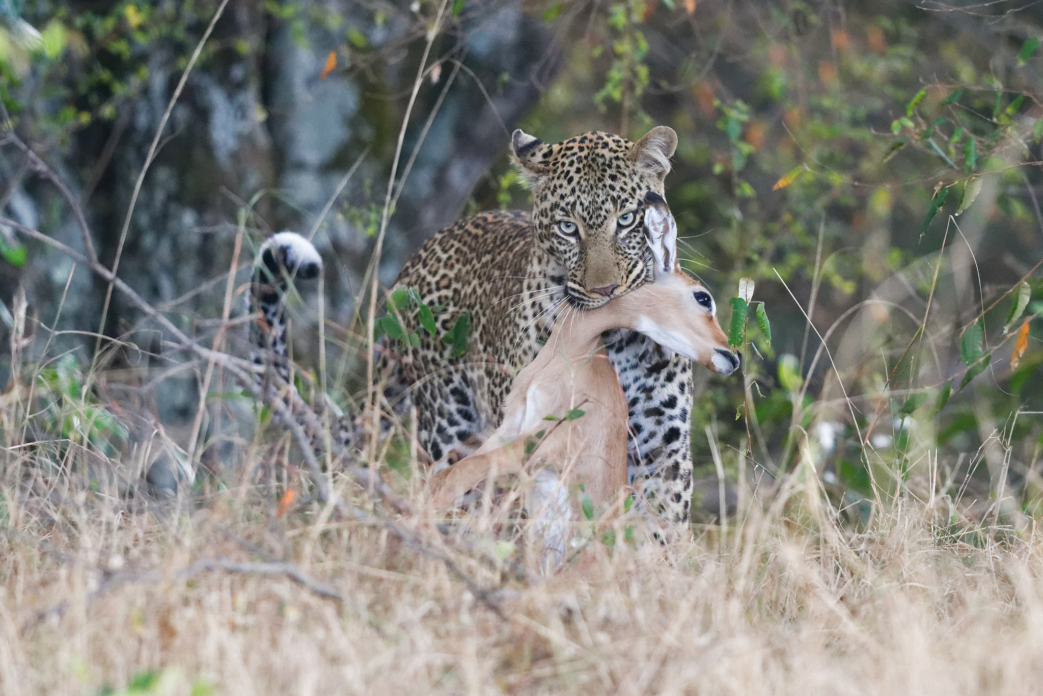 Nikon D500 + Nikon AF-S Nikkor 500mm F4G ED VR sample photo. Successful hunter photography