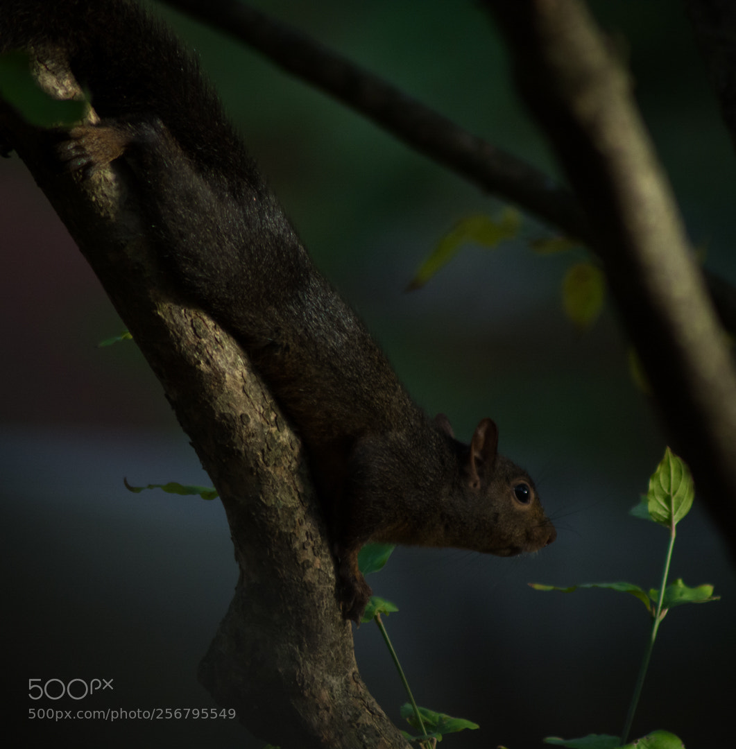 Nikon D5200 sample photo. Charred squirrel photography