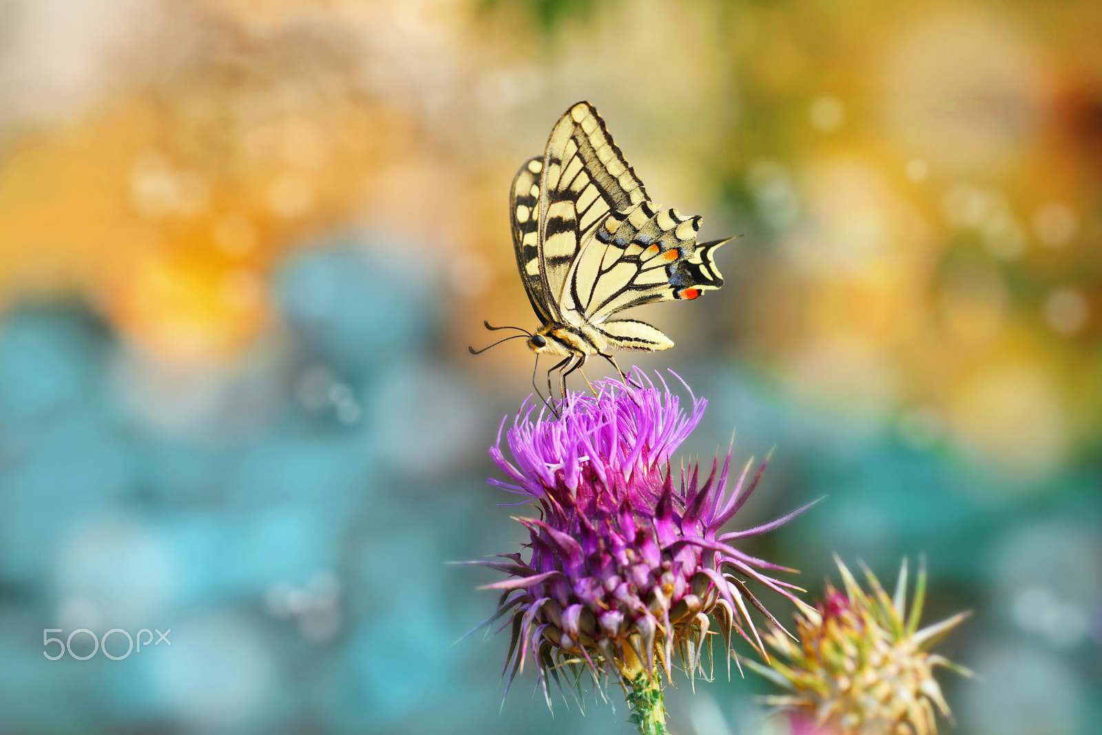 Nikon AF-S Micro-Nikkor 105mm F2.8G IF-ED VR sample photo. Butterfly photography