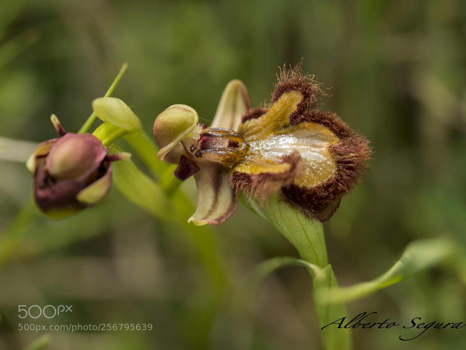 Nikon D610 sample photo. Orquídeas photography