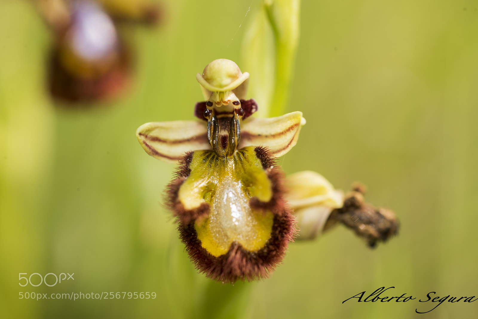 Nikon D610 sample photo. Orquídeas photography