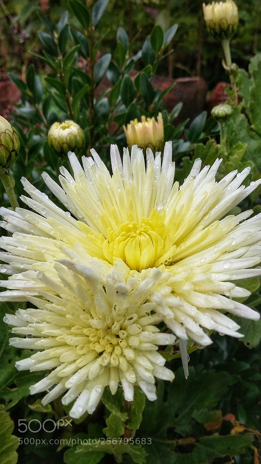 Samsung Galaxy Grand Prime sample photo. Rainy day photography
