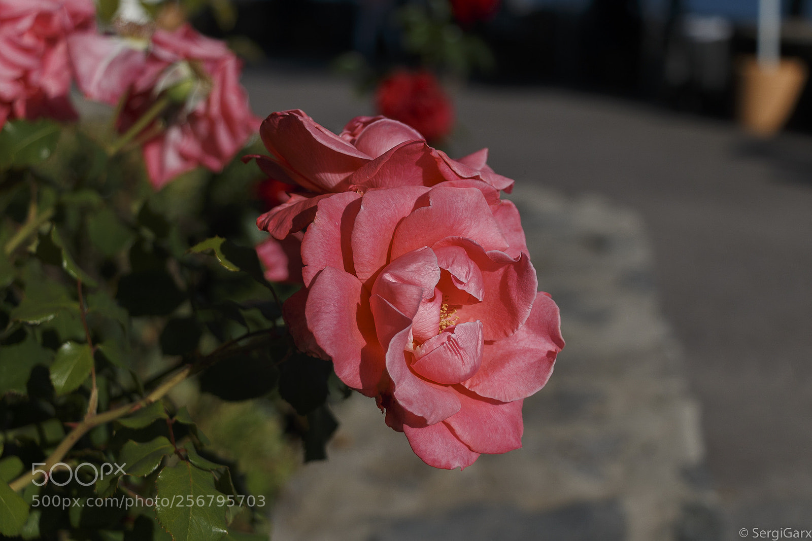 Canon EOS 70D sample photo. Rosa de málaga photography