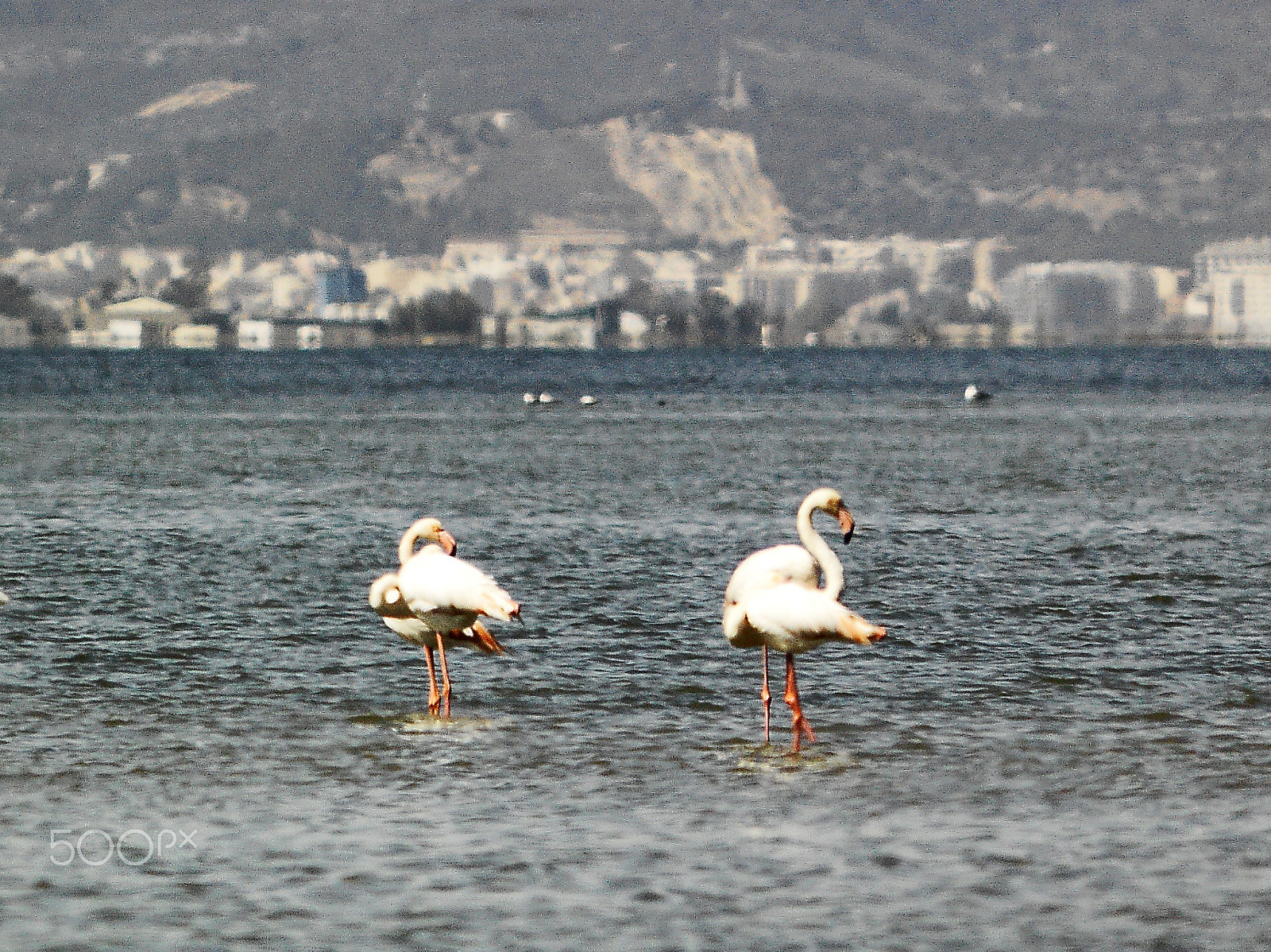 Hasselblad CF-39 sample photo. Delta de l'ebre photography