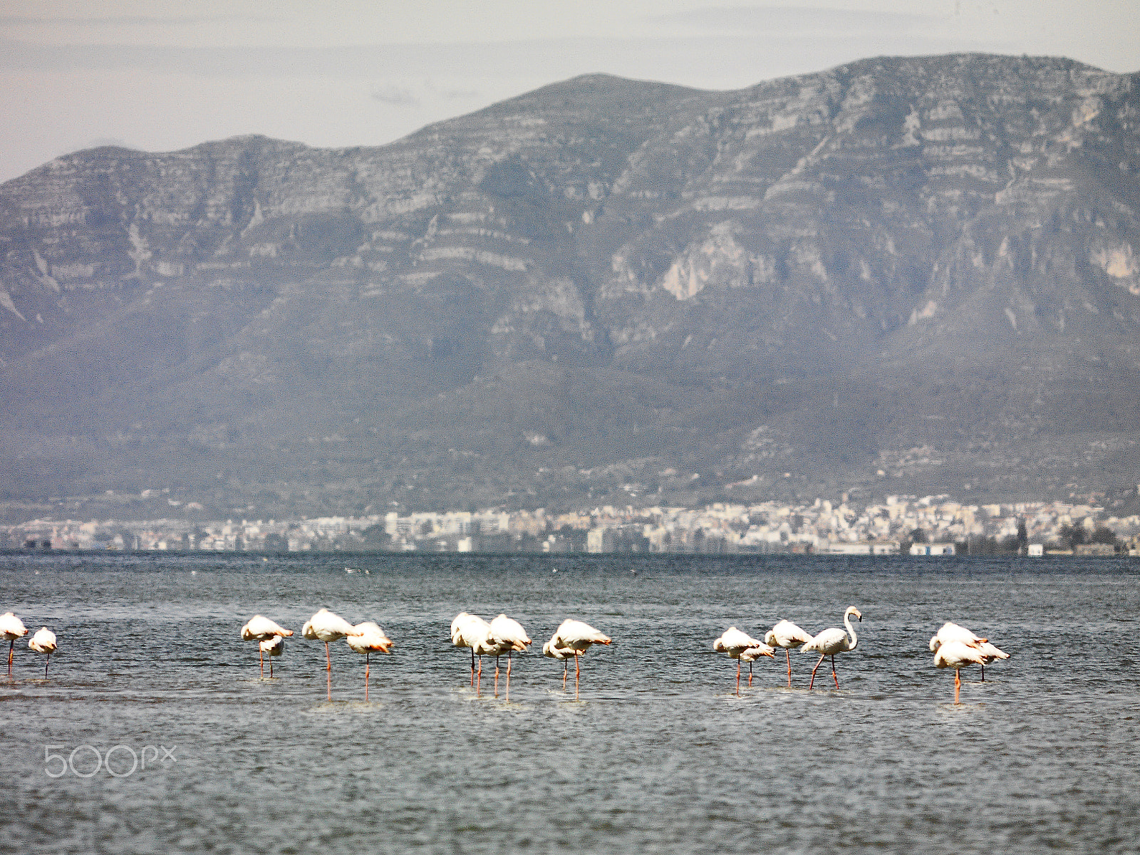 Hasselblad CF-39 sample photo. Delta de l'ebre photography