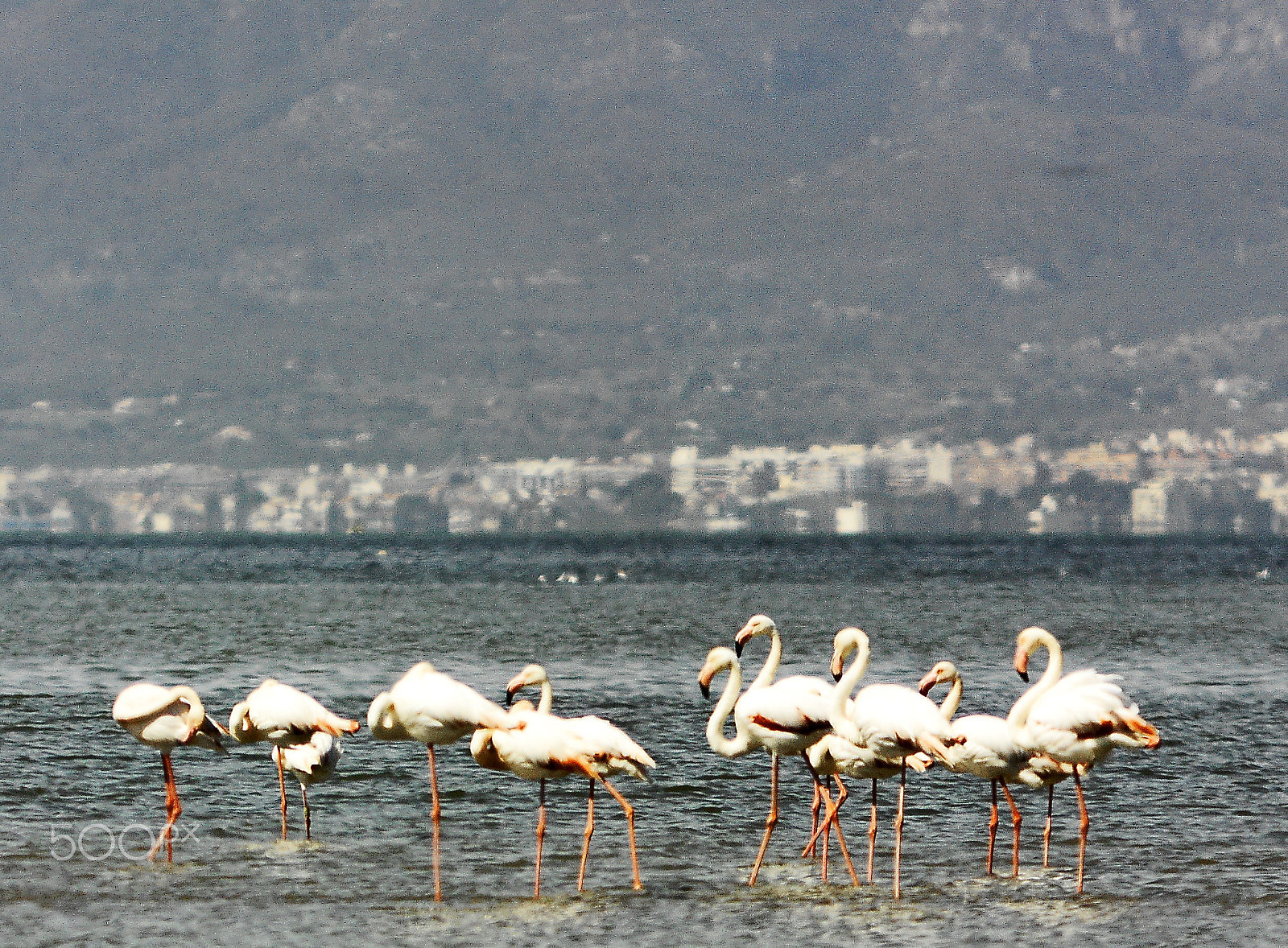 Hasselblad CF-39 sample photo. Delta de l'ebre photography