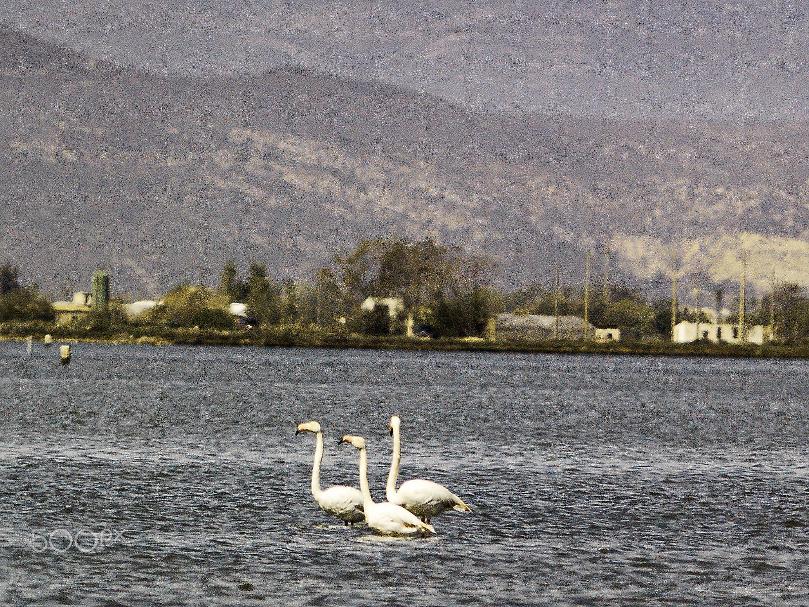 Hasselblad CF-39 sample photo. Delta de l'ebre photography