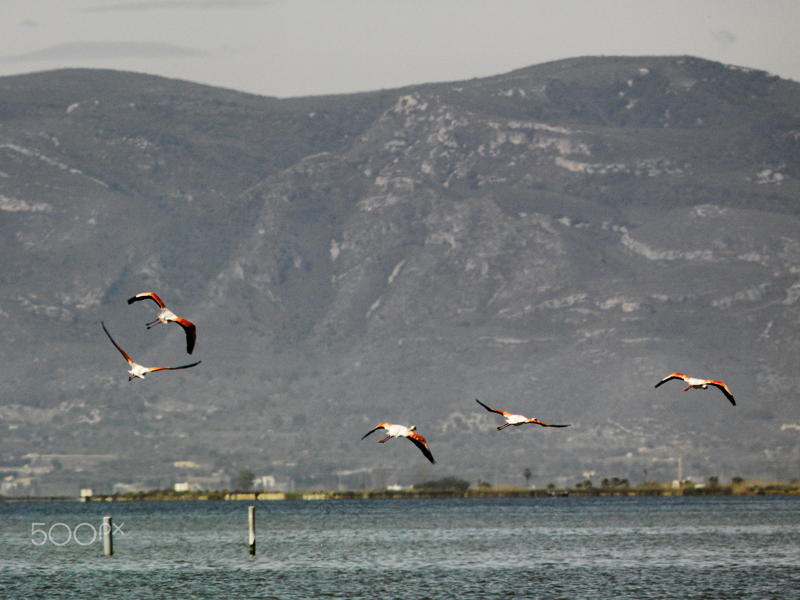 Hasselblad CF-39 sample photo. Delta de l'ebre photography