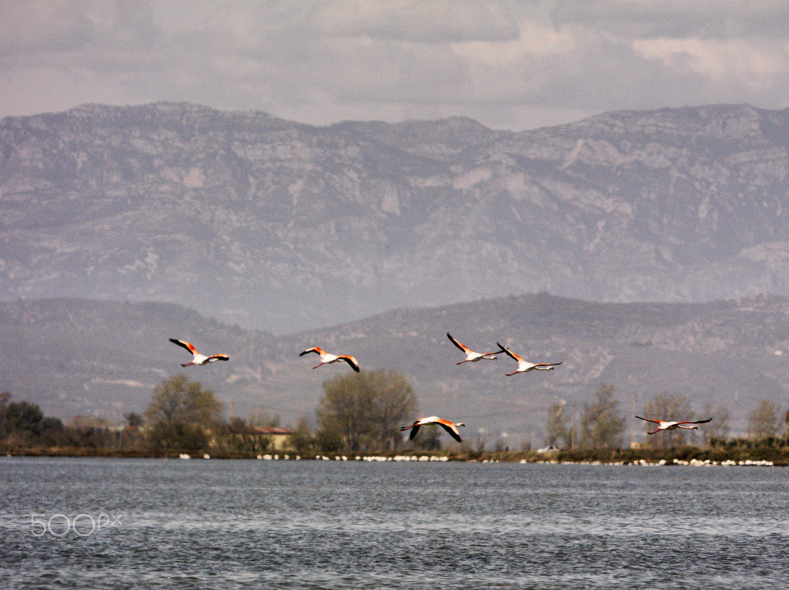 Hasselblad CF-39 sample photo. Delta de l'ebre photography