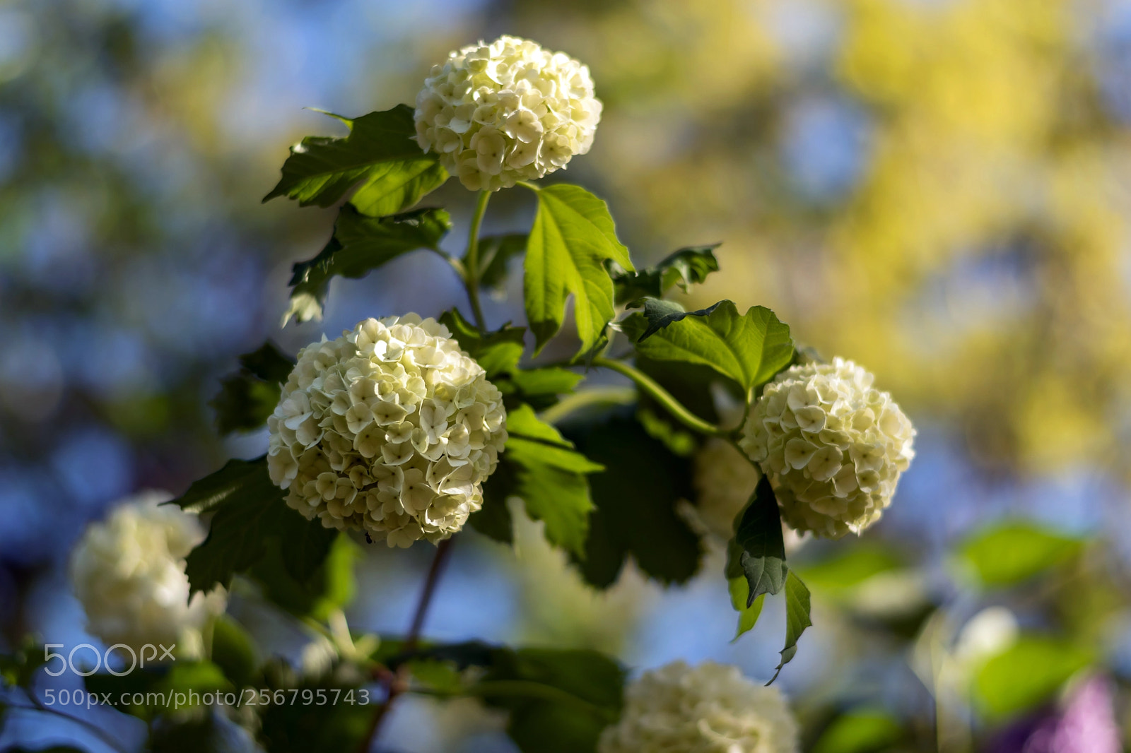 Nikon D5600 sample photo. Spring photography