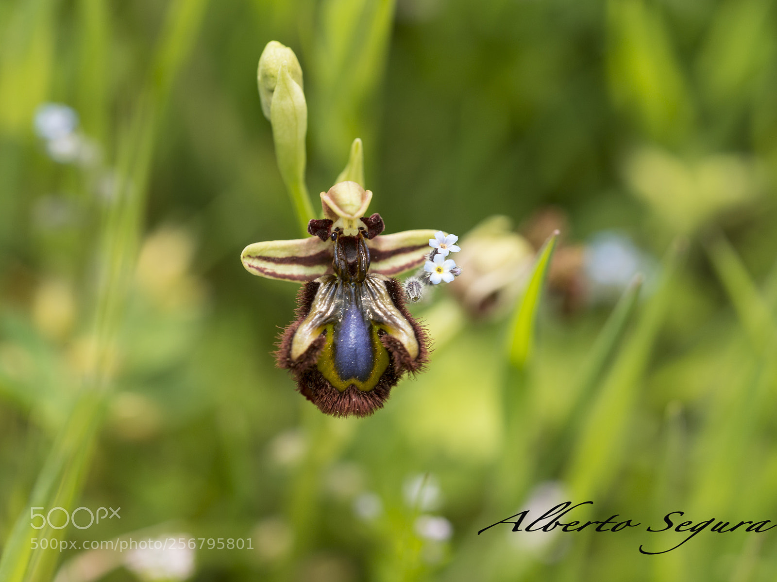 Nikon D610 sample photo. Orquídeas photography