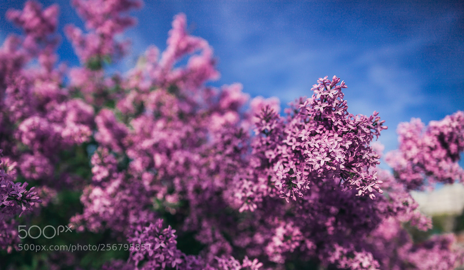 Canon EOS 5D Mark II sample photo. Img photography