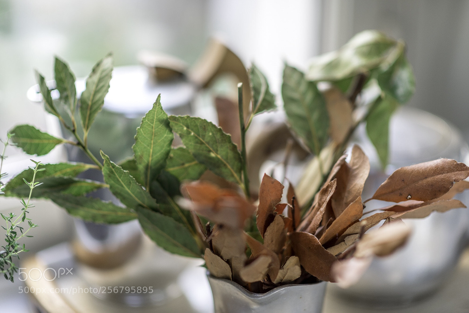 Nikon D750 sample photo. Laurel  photography