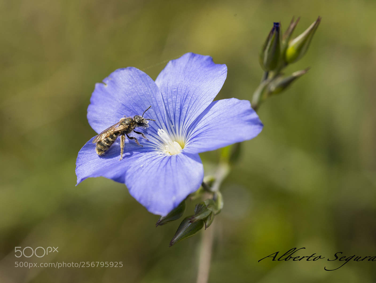 Nikon D610 sample photo. Alb photography