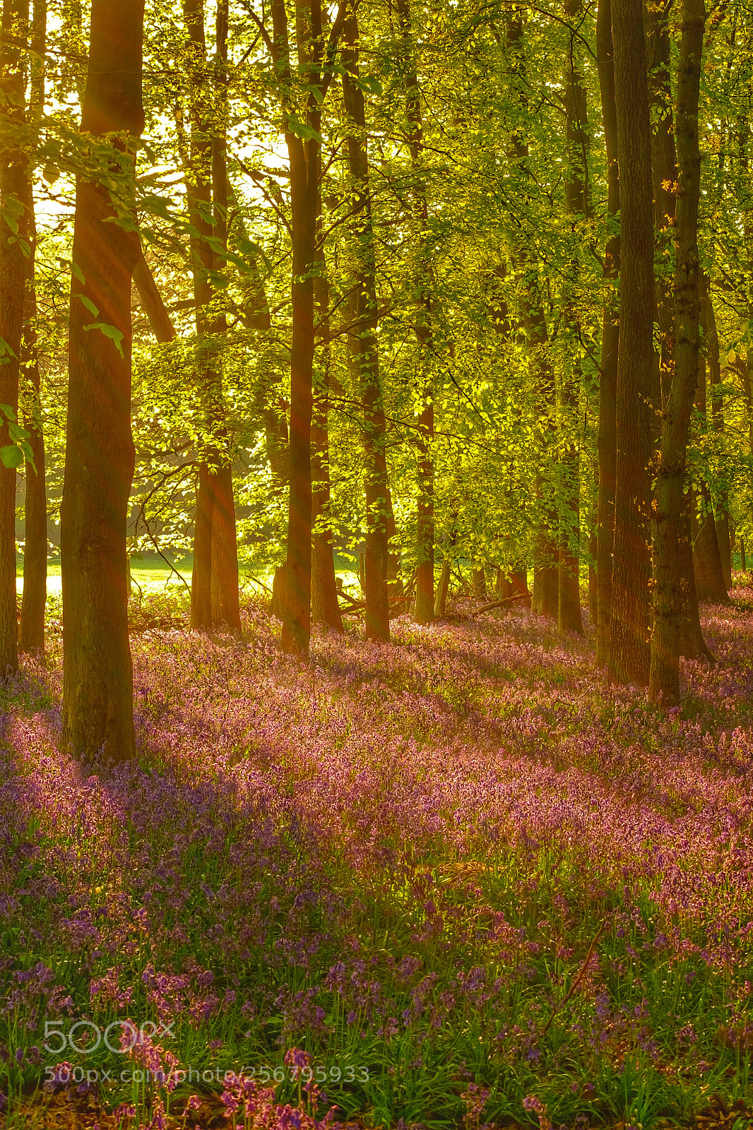 Fujifilm X-T1 sample photo. Dockey wood bluebells photography