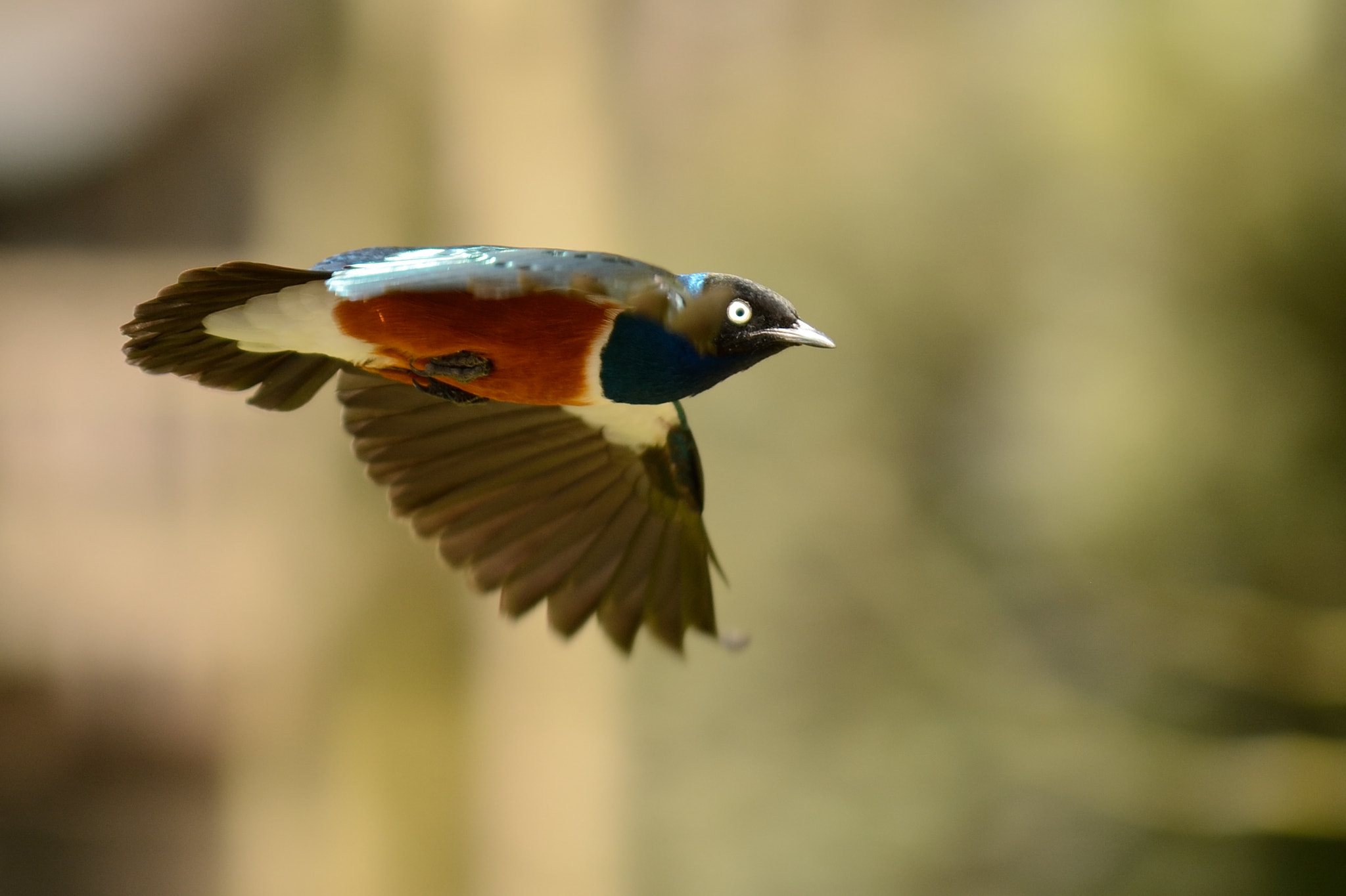 Nikon D7100 + Sigma 50-100mm F1.8 DC HSM Art sample photo. Birds in blijdorp zoo photography