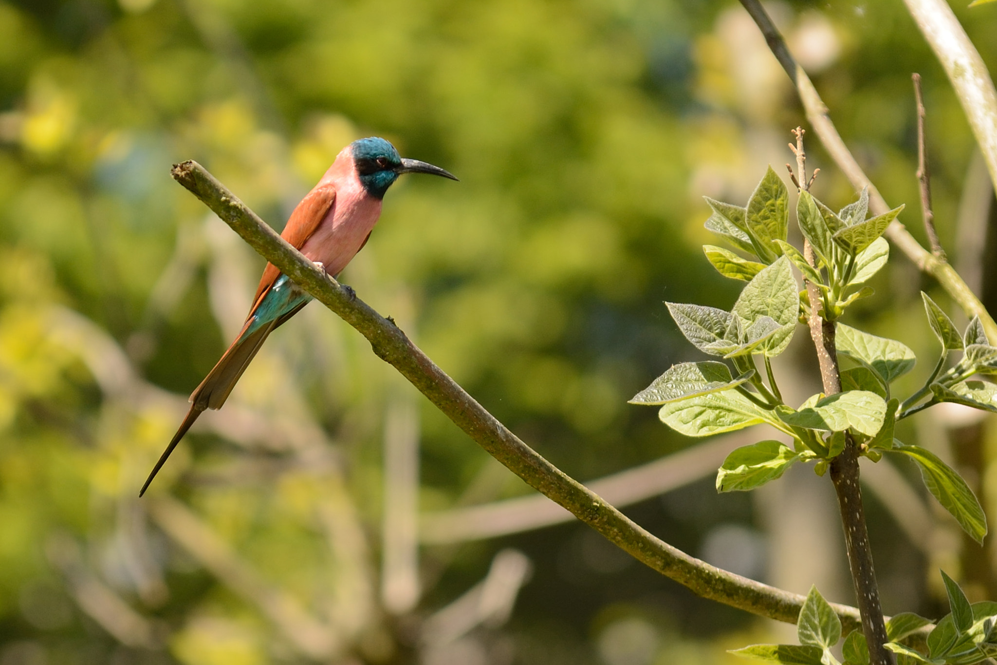 Nikon D7100 + Sigma 50-100mm F1.8 DC HSM Art sample photo. Birds in blijdorp zoo photography