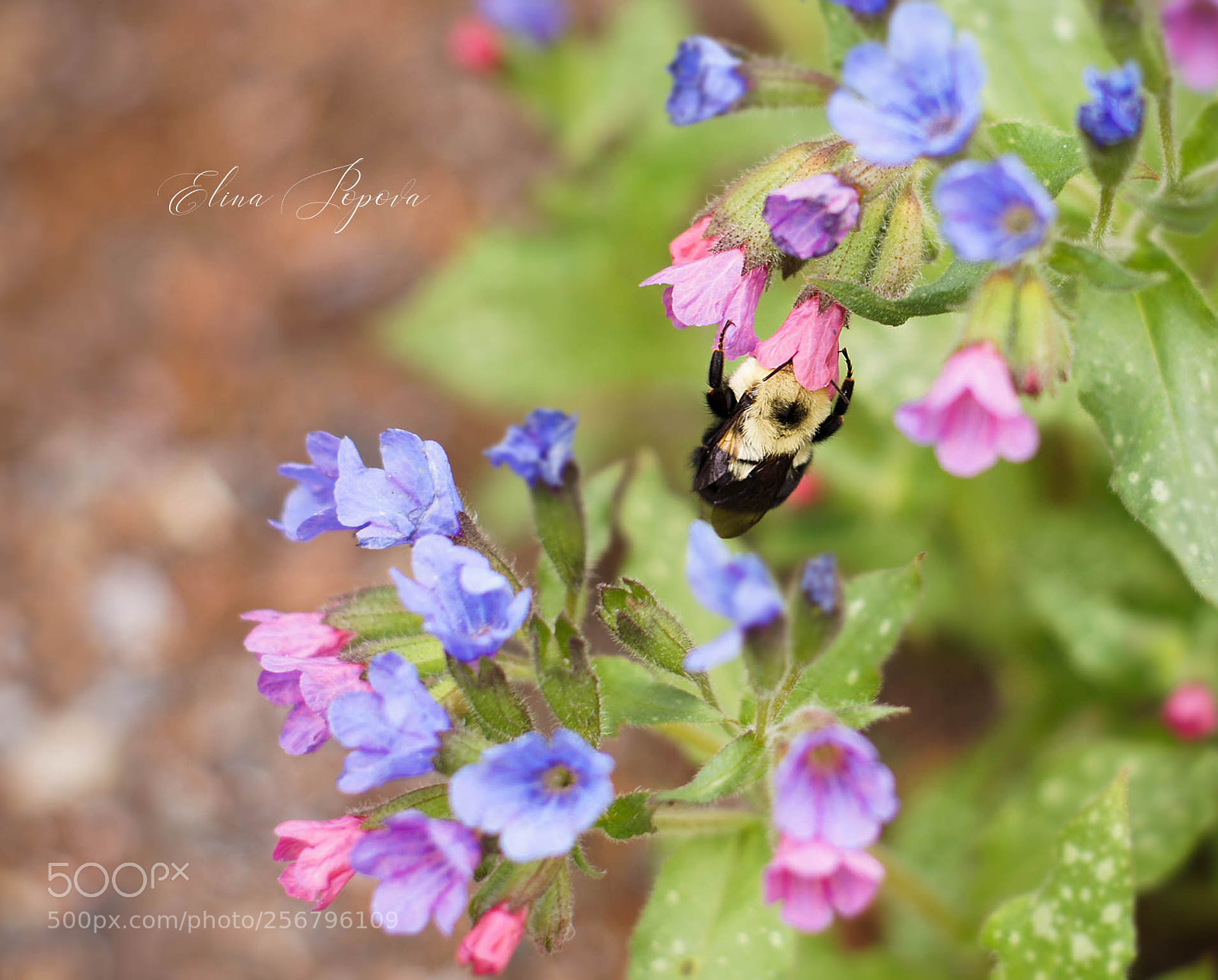 Sony SLT-A55 (SLT-A55V) sample photo. *** photography