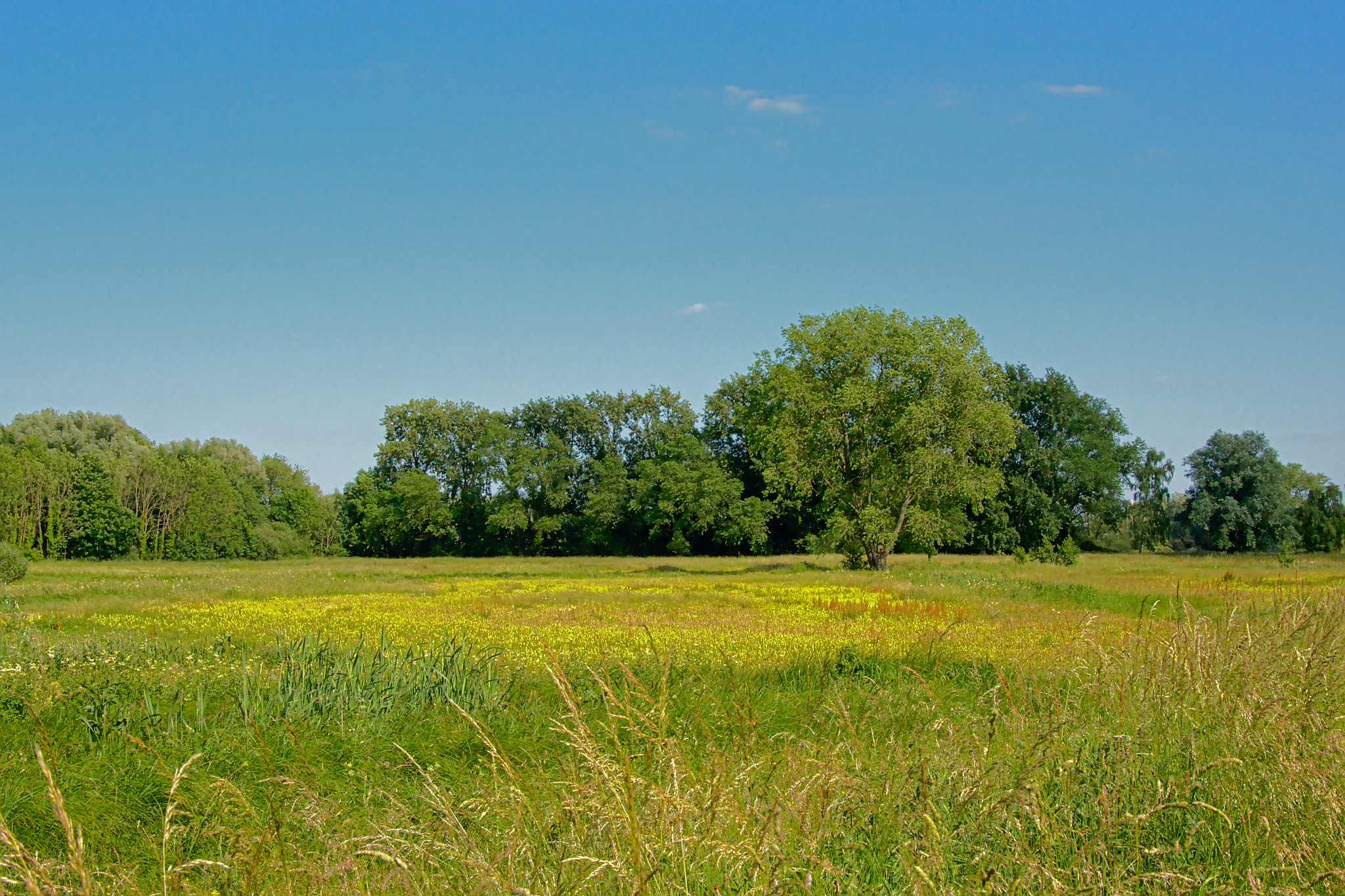 Nikon D5200 sample photo. Colorul spring marsh landscape photography