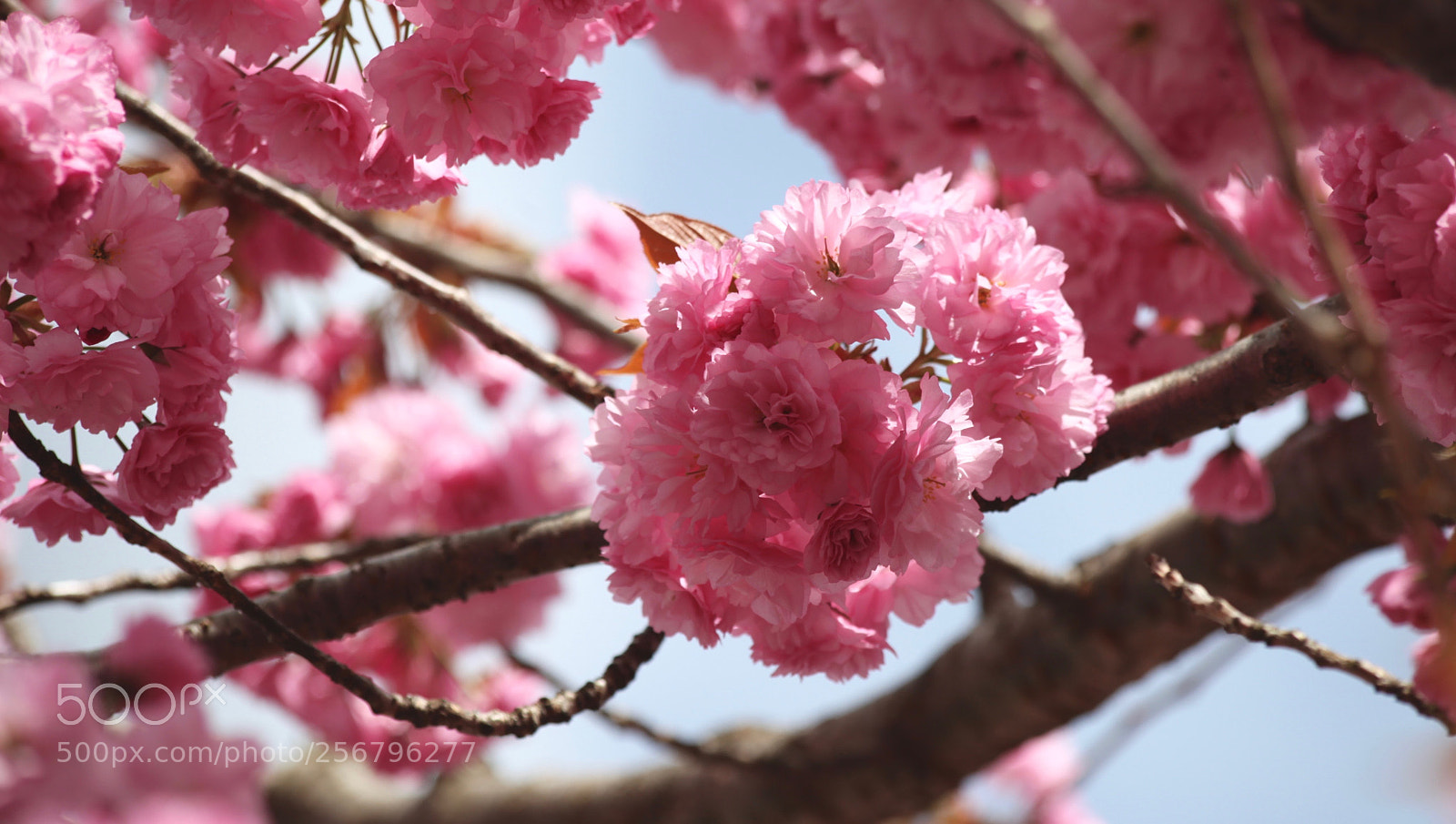 Canon EOS 5D Mark II sample photo. ⎯⎯⎯⎯❁⎯⎯ photography