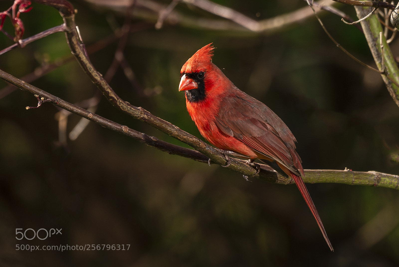 Nikon D810 sample photo. Male cardinal photography
